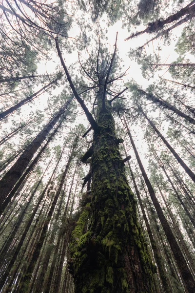 Ararken, iğne yapraklı ağaç orman içinde ağaç — Stok fotoğraf