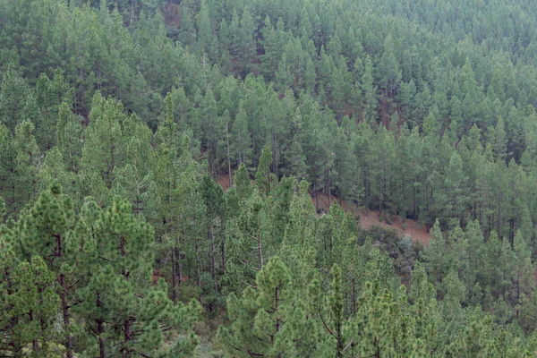 coniferous tree forest from above