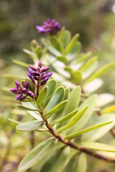 Flor Púrpura Primer Plano Con Fondo Verde —  Fotos de Stock