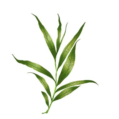 Tropikal yaprakların suluboya çizimi. Prin için yüksek çözünürlüklü