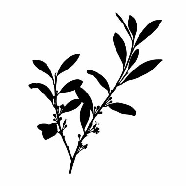 Siyah beyaz yapraklar