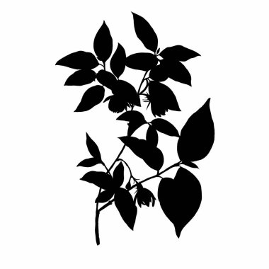 Siyah beyaz yapraklar