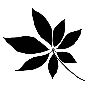 Siyah beyaz yapraklar