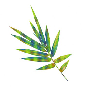 Tropikal yaprakların suluboya çizimi. Prin için yüksek çözünürlüklü