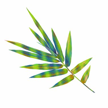 Tropikal yaprakların suluboya çizimi. Prin için yüksek çözünürlüklü