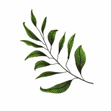 Tropikal yaprakların suluboya çizimi. Prin için yüksek çözünürlüklü