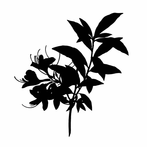 Bladeren Zwart Wit — Stockfoto
