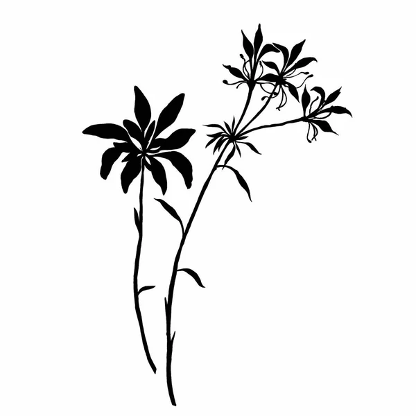 Siyah Beyaz Yapraklar — Stok fotoğraf