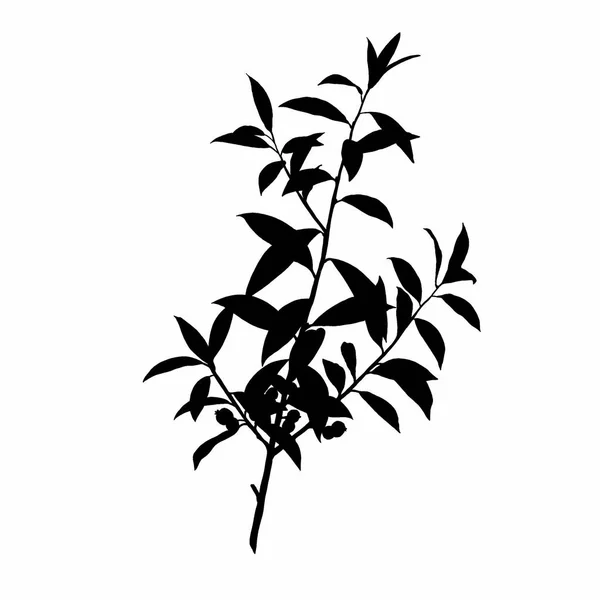 Siyah beyaz yapraklar