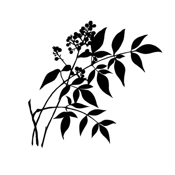 Siyah beyaz yapraklar