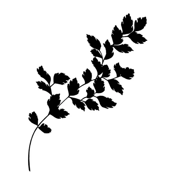 Siyah beyaz yapraklar