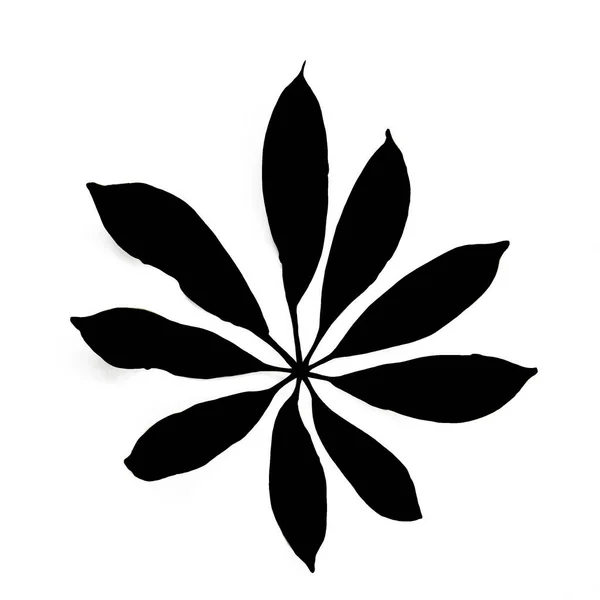 Leaves Black White — Stock Photo, Image