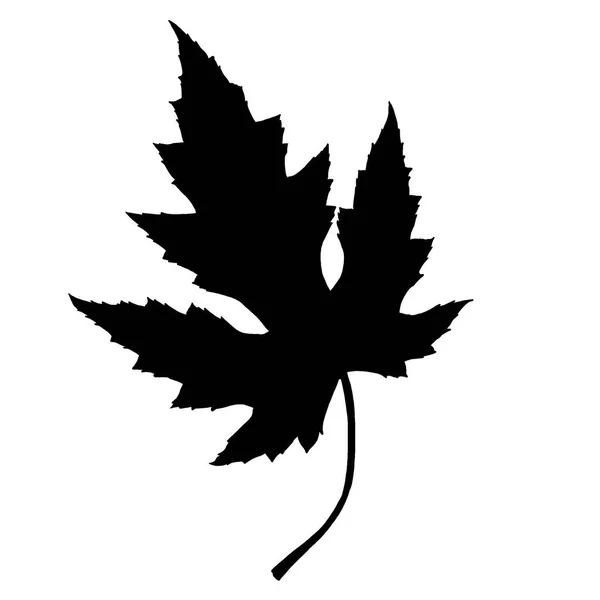 Siyah beyaz yapraklar