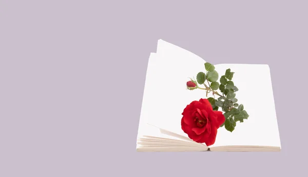 Otwórz Książkę Kwitnącą Czerwoną Różą Pastelowym Szarym Tle Minimalna Koncepcja — Zdjęcie stockowe