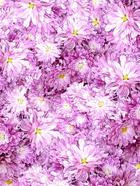 Floral background image — Stock Photo, Image