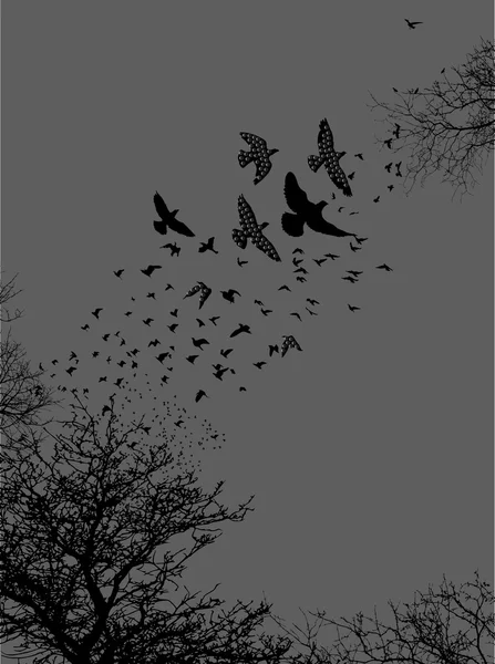 Silhouettes d'arbres et d'oiseaux — Image vectorielle