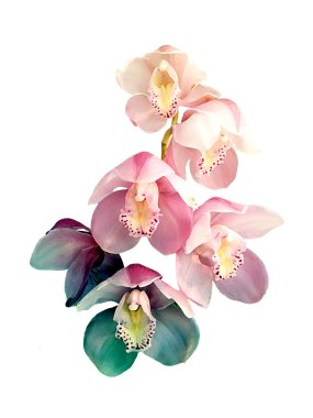 Orchid flowers print in soft colors