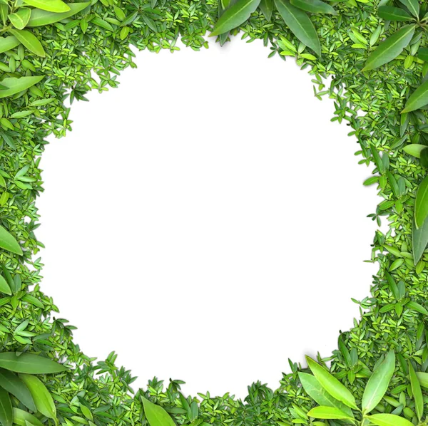 Leaves frame isolated on white — Stock Photo, Image