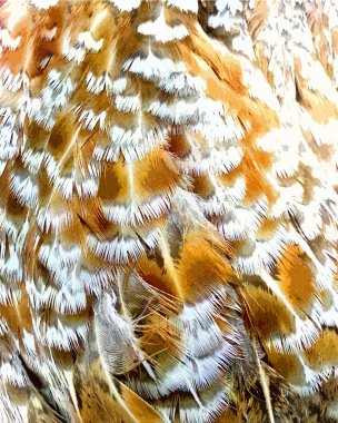 Turuncu ve beyaz tüyler closeup görünümü