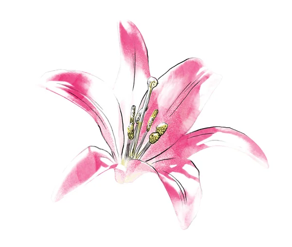 Живописный одинокий цветок лилии — стоковое фото
