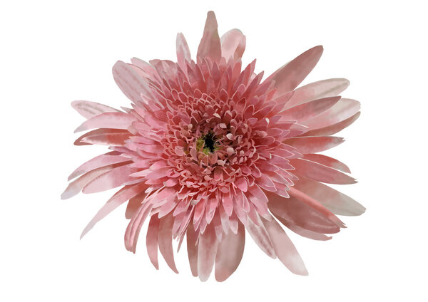 Picturesque single gerbera flower