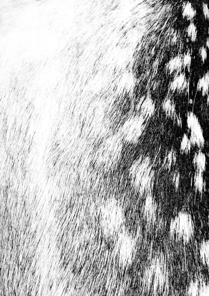 Monochrome deer fur texture — Stock Photo, Image