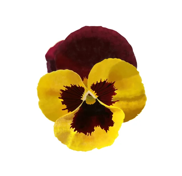 Malebné jediný Fialový květ — Stock fotografie