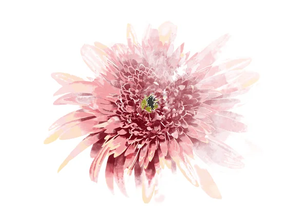 그림 같은 단일 gerbera 꽃 — 스톡 사진