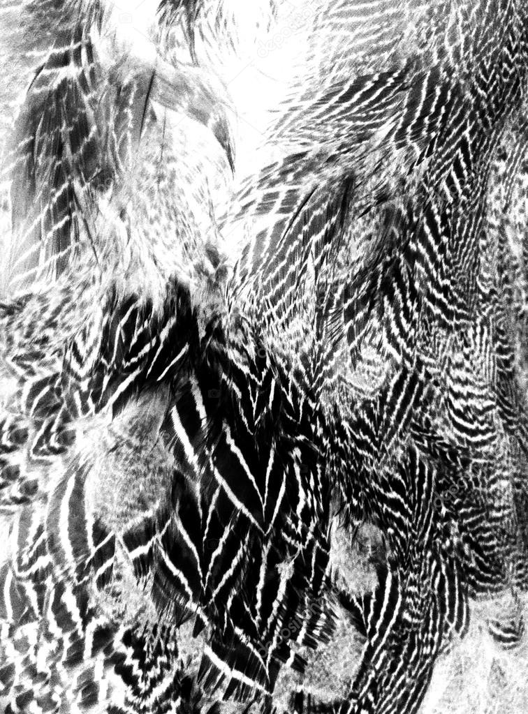 Pattern with monochrome blurred  feather elements
