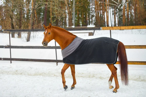 Лошадь в одеяле — стоковое фото