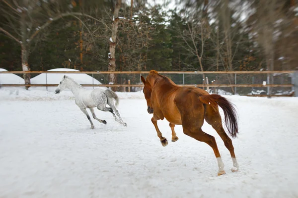 Caballos caminando en el paddock en invierno — Foto de Stock