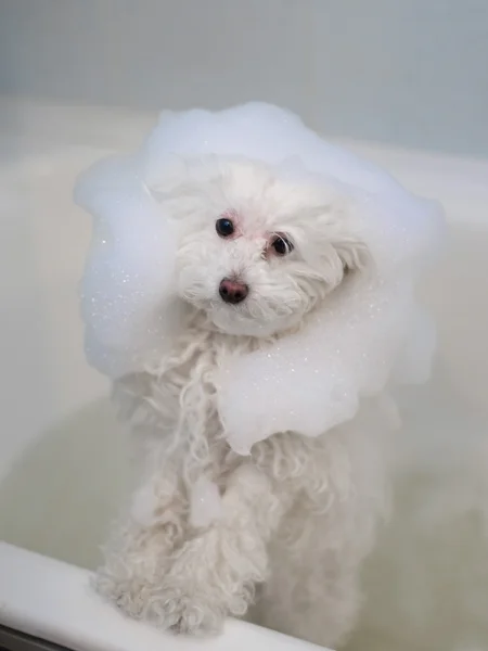 Perro en el baño — Foto de Stock