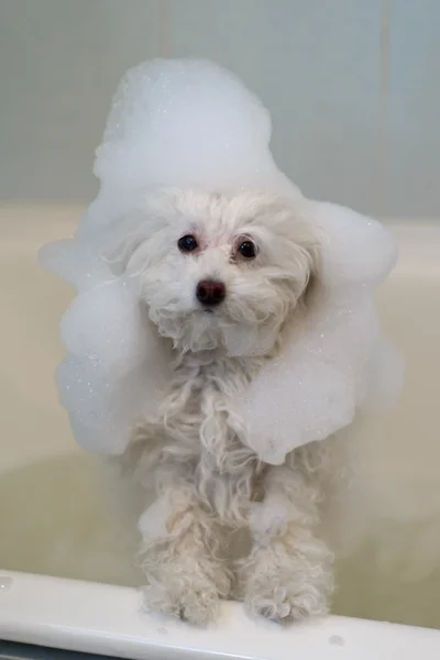 Cão no banheiro — Fotografia de Stock