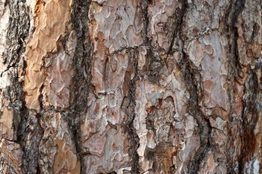 Ağaç kabuğu çam
