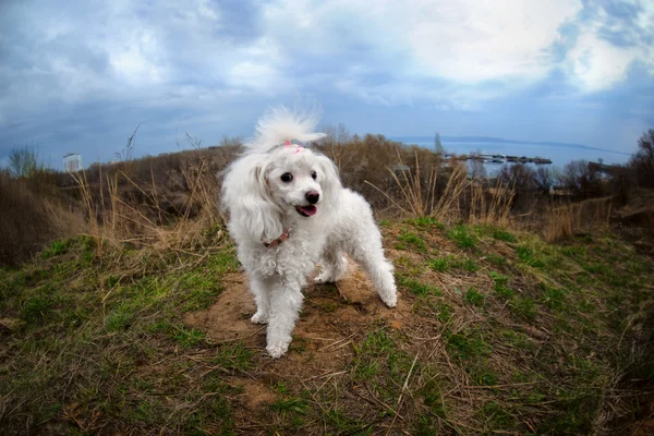 Piccolo cane in un mondo enorme — Foto Stock