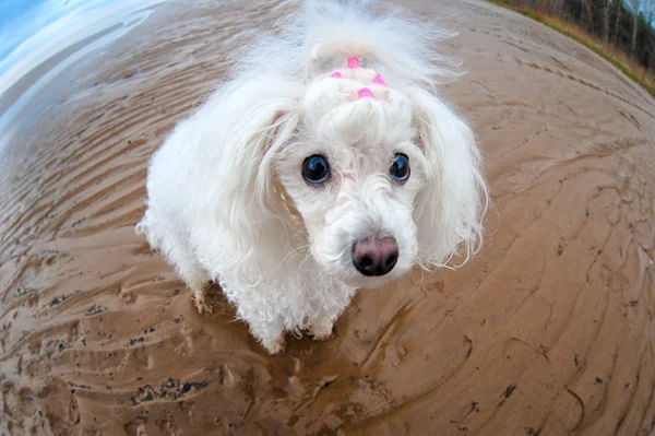 Lille hund i en enorm verden - Stock-foto