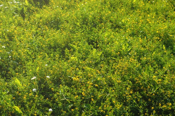 Pozadí Textura Zelené Divoké Kvetoucí Louky — Stock fotografie