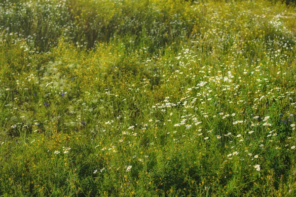 Tło Tekstura Zielonej Dzikiej Łąki Kwitnącej — Zdjęcie stockowe