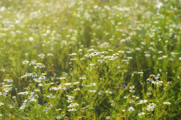 Der Hintergrund Die Textur Der Grünen Wild Blühenden Wiese — Stockfoto