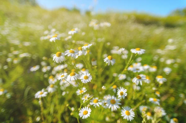 Schöne Blühende Gänseblümchen Feld Daisy Blume Hintergrund Kamillenfeld — Stockfoto