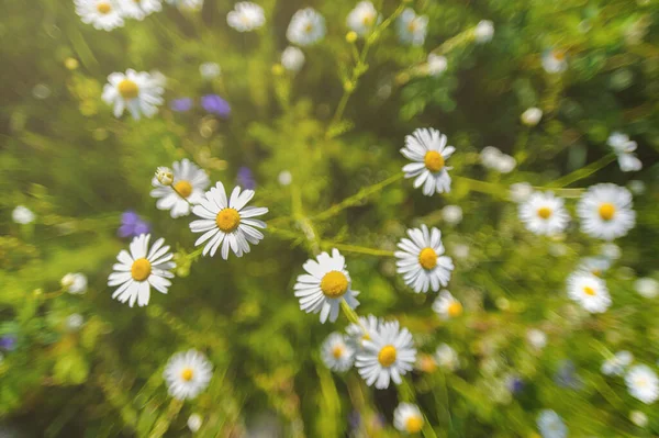 Schöne Blühende Gänseblümchen Feld Daisy Blume Hintergrund Kamillenfeld — Stockfoto