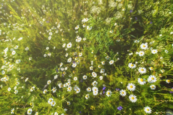 Schöne Blühende Gänseblümchen Feld Daisy Blume Hintergrund Kamillenfeld — Stockfoto