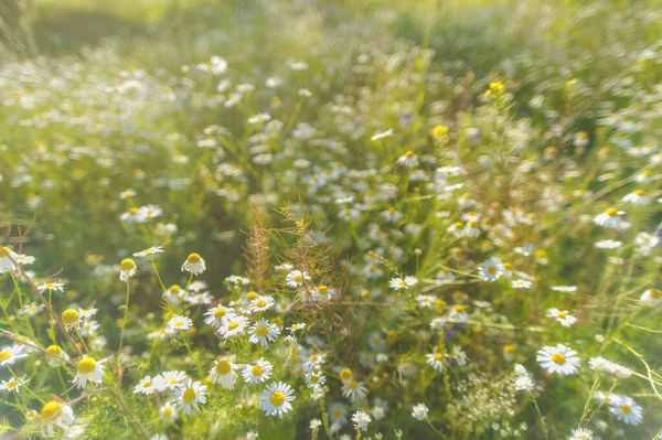 Prachtig Bloeiend Madeliefjesveld Daisy Bloem Achtergrond Kamilleveld — Stockfoto