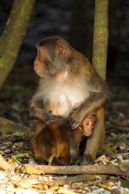 Maymunlar, anne ve çocuk