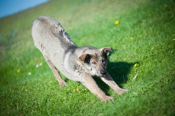 Cane sull'erba — Foto Stock