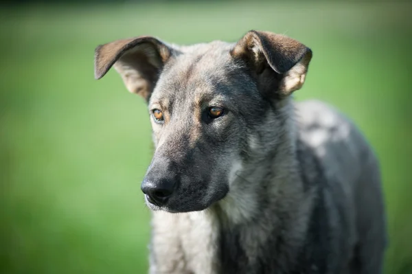 Cane sull'erba — Foto Stock