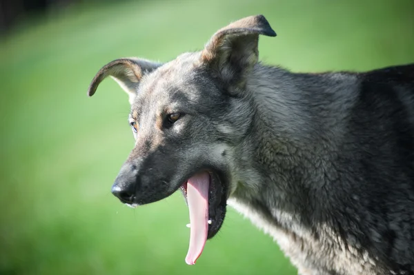 Hund på græsset - Stock-foto