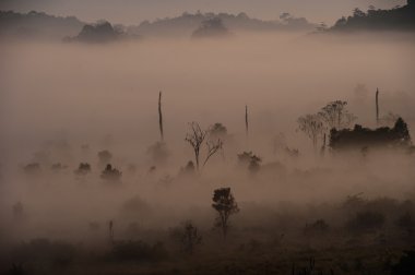 Dünya mirası, Thungyai Naresuan ormanının içinde doğanın güzelliği