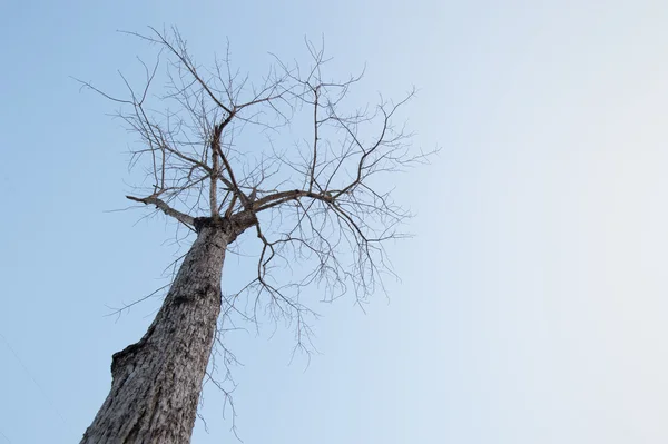 Гілка мертвого дерева — стокове фото