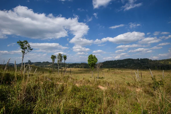 Natuur landschap, Savanna grasveld met berg in Thungyai Naresuan Wildlife Sanctuary - de world heritage site, Thailand — Stockfoto